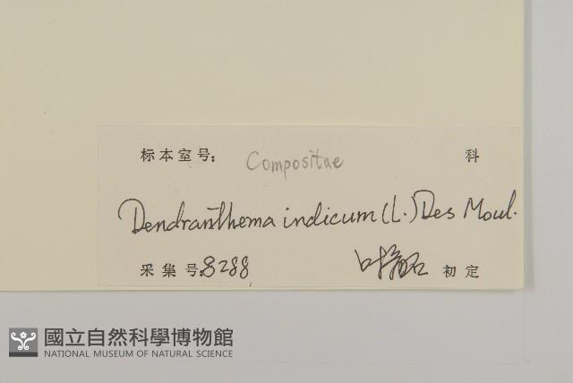 油菊、野菊藏品圖，第3張