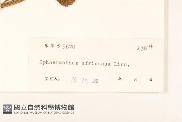 戴星草藏品圖，第3張