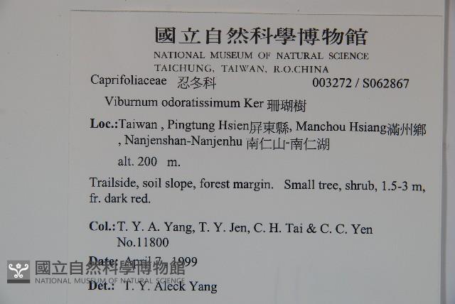 珊瑚樹藏品圖，第2張