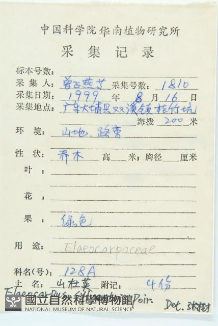 杜英、山杜英、蘭嶼杜英藏品圖，第2張