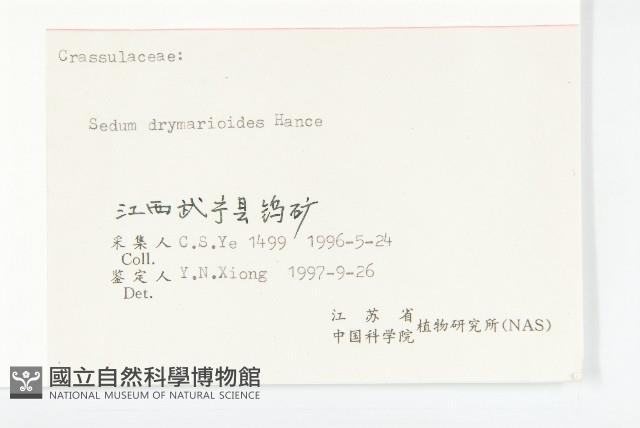 大葉火焰草藏品圖，第3張