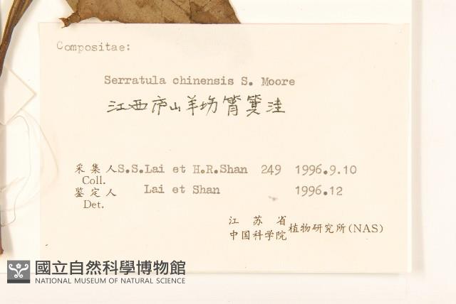 華麻花頭藏品圖，第3張