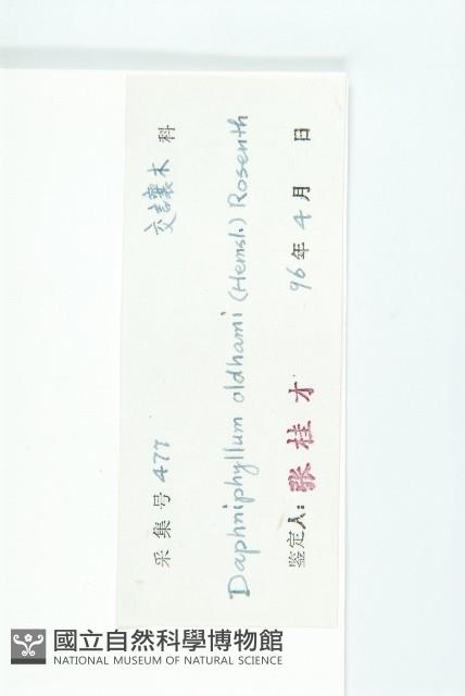 俄氏虎皮楠、蘭嶼虎皮楠、虎皮楠藏品圖，第3張