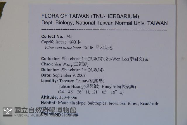 呂宋莢迷藏品圖，第2張