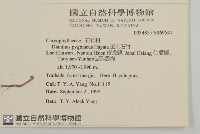 玉山石竹藏品圖，第2張