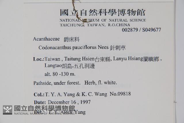 針刺草藏品圖，第2張