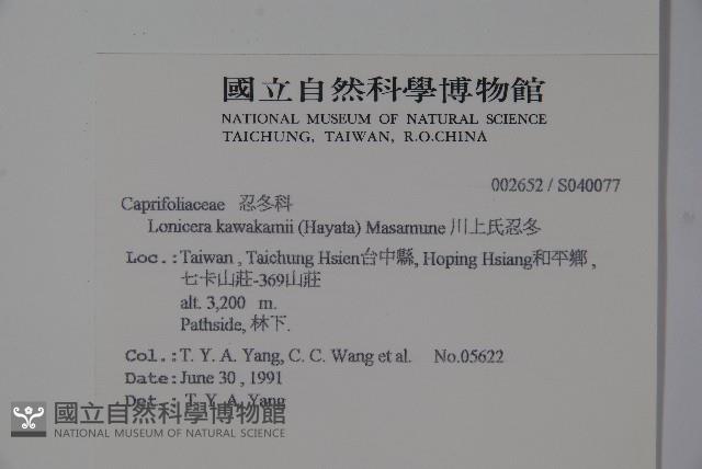 川上氏忍冬藏品圖，第2張