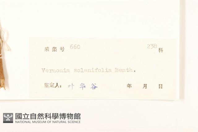 茄葉斑鳩菊藏品圖，第3張