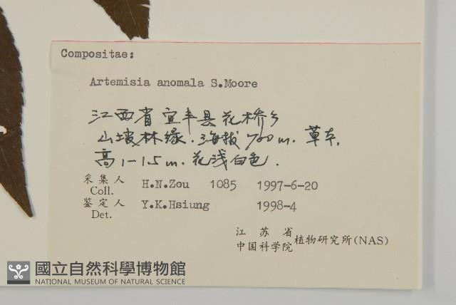 珍珠蒿、奇蒿藏品圖，第3張