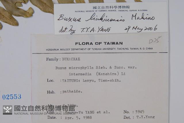 琉球黃楊藏品圖，第2張