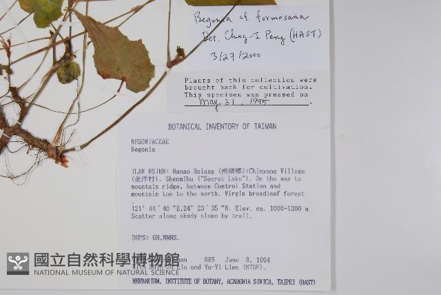 水鴨腳藏品圖，第2張