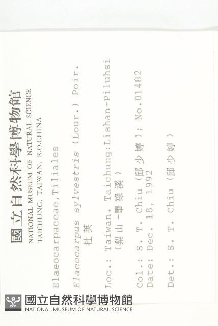 杜英、山杜英、蘭嶼杜英藏品圖，第2張