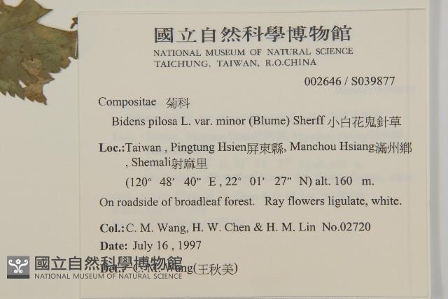 小白花鬼針藏品圖，第2張