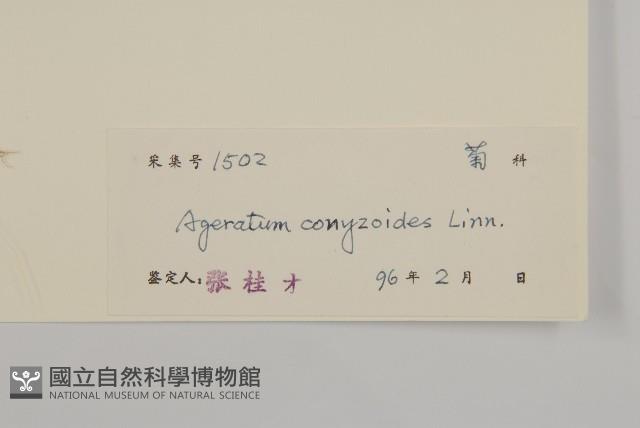 霍香薊藏品圖，第3張