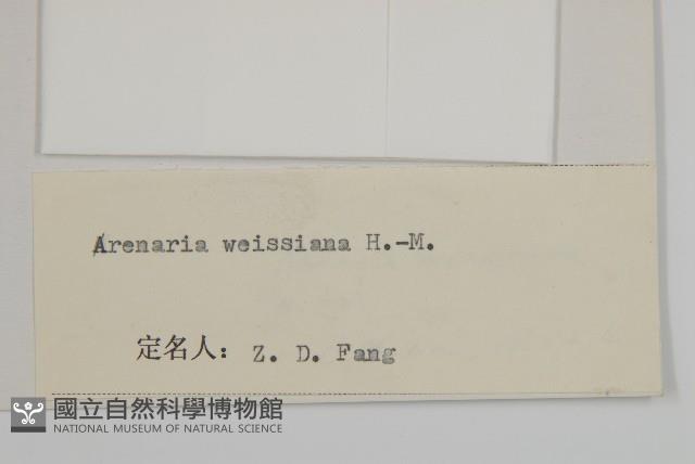 多柱無心菜藏品圖，第3張