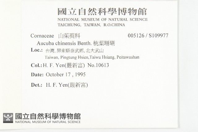 桃葉珊瑚藏品圖，第2張