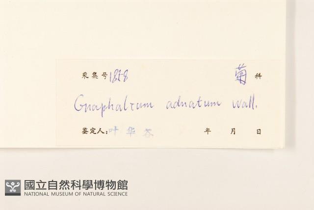 紅面番藏品圖，第3張