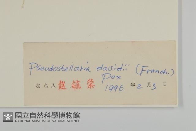 蔓假繁縷藏品圖，第3張