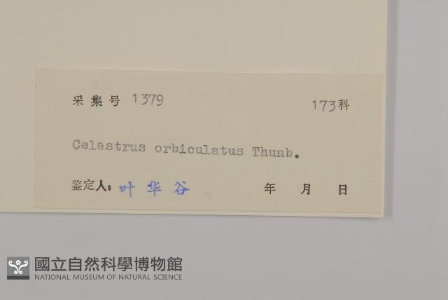 南蛇藤藏品圖，第3張