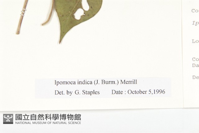 銳葉牽牛藏品圖，第3張
