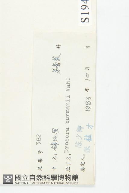 金錢草、錦地羅藏品圖，第3張