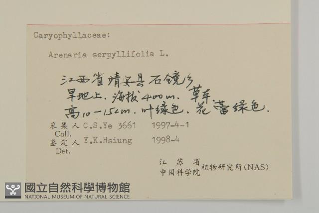 無心菜、鵝不食草藏品圖，第3張