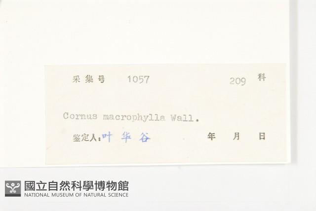 梜木藏品圖，第3張