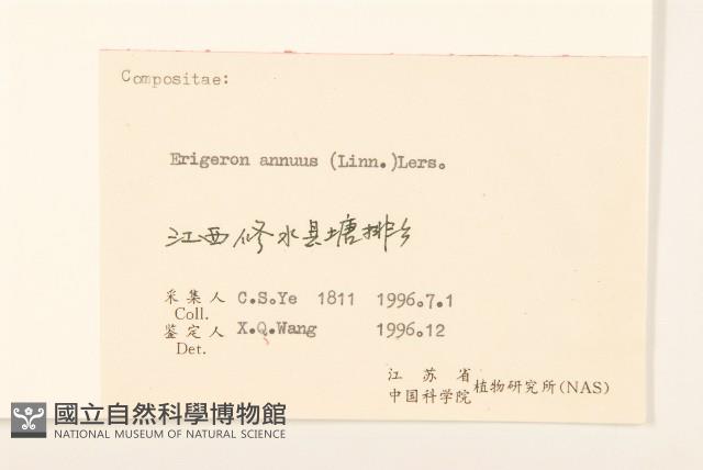 白頂飛蓬藏品圖，第3張