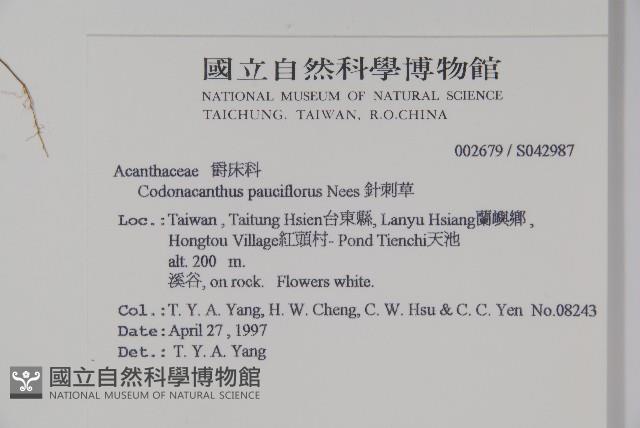 針刺草藏品圖，第2張