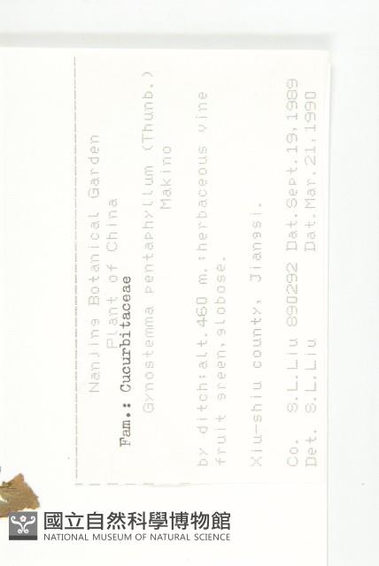 絞股藍藏品圖，第2張