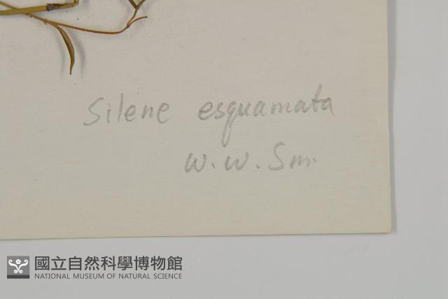 無鱗繩子草藏品圖，第3張