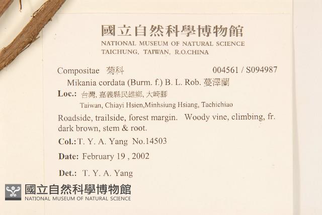 蔓澤蘭藏品圖，第2張