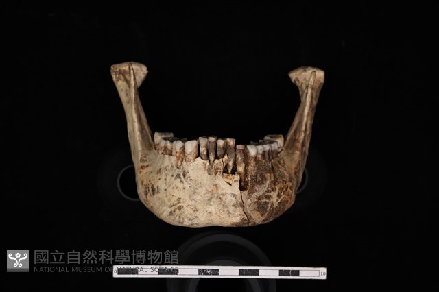 人骨藏品圖，第3張