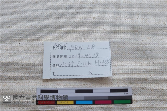 家犬藏品圖，第3張