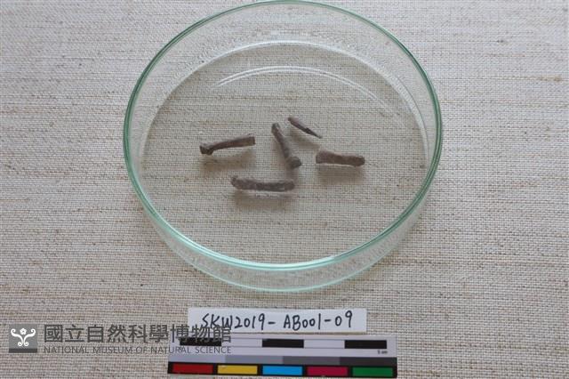 家犬藏品圖，第3張