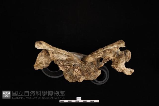 人骨藏品圖，第3張