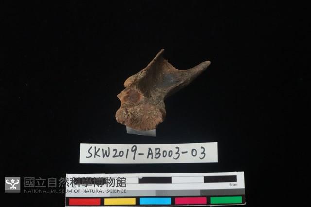 家犬藏品圖，第3張