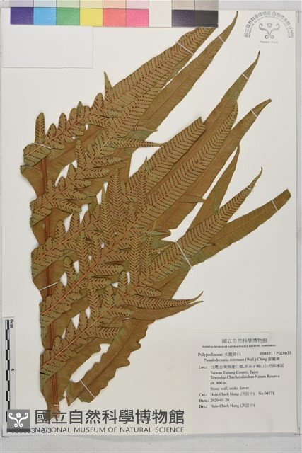 崖薑蕨藏品圖，第3張