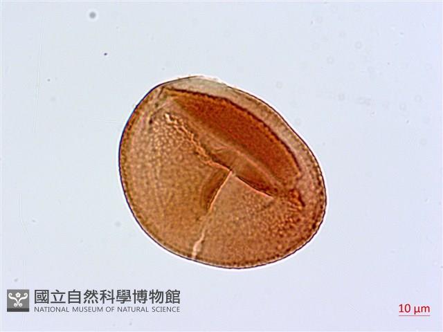 大血藤藏品圖，第3張