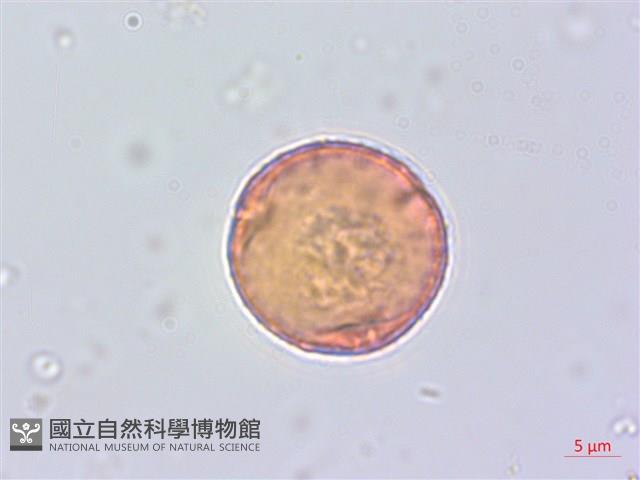 蘭嶼蘋婆藏品圖，第4張