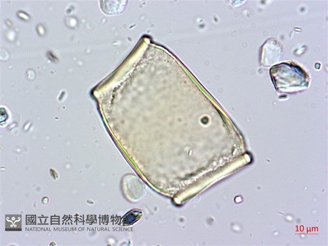 蘭嶼念珠藤藏品圖，第4張