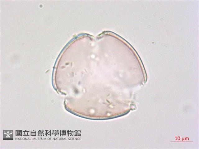 玉山小米草藏品圖，第3張