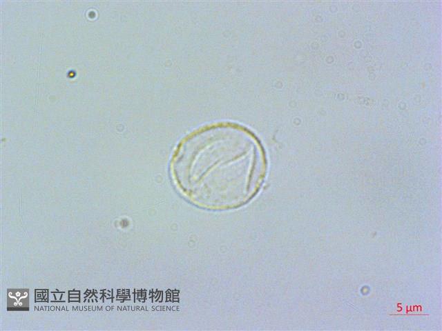 奮起湖冷水麻藏品圖，第3張