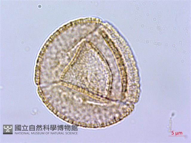 小果酸模藏品圖，第3張