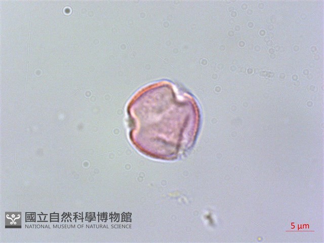 旋莢木藏品圖，第4張