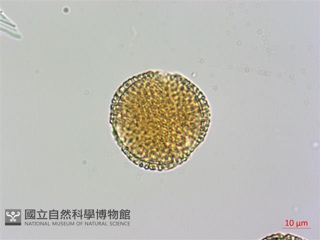 Little Fruit Privet Collection Image, Figure 3, Total 3 Figures