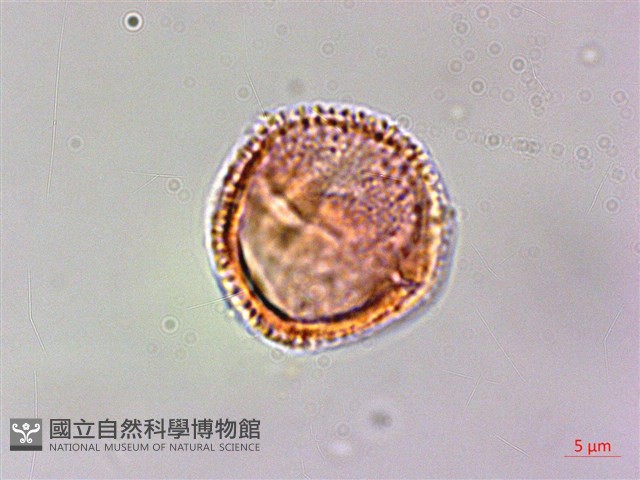 翼柄花椒藏品圖，第3張