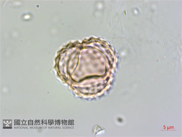 豬草、瘤果菊藏品圖，第4張