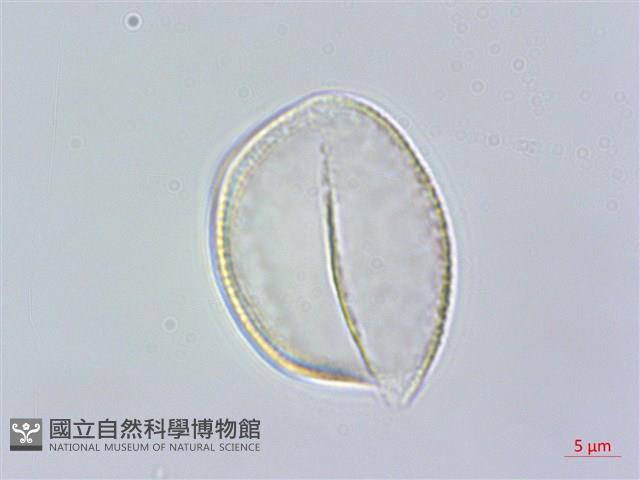 束心蘭藏品圖，第3張