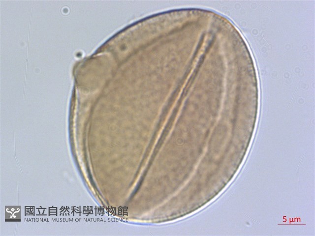 鵝鸞鼻決明藏品圖，第3張